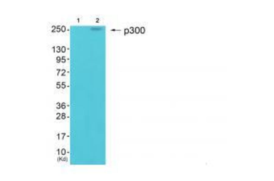 Western blot - p300 Antibody from Signalway Antibody (33459) - Antibodies.com