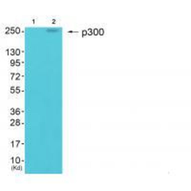 Western blot - p300 Antibody from Signalway Antibody (33459) - Antibodies.com