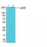 Western blot - p300 Antibody from Signalway Antibody (33459) - Antibodies.com