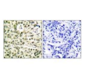 Immunohistochemistry - PCNA Antibody from Signalway Antibody (33468) - Antibodies.com