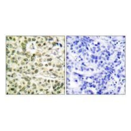 Immunohistochemistry - PCNA Antibody from Signalway Antibody (33468) - Antibodies.com