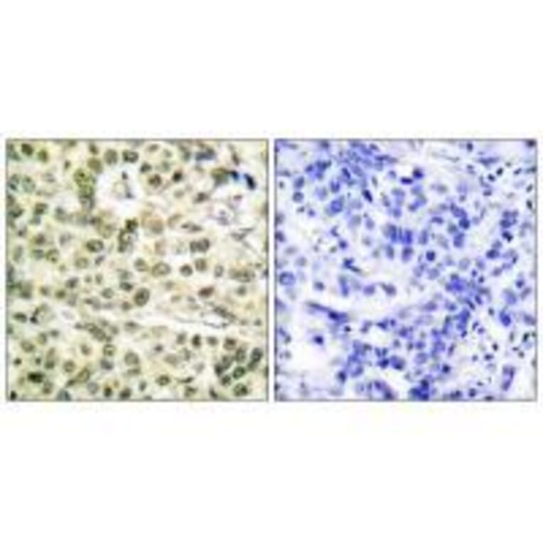 Immunohistochemistry - PCNA Antibody from Signalway Antibody (33468) - Antibodies.com