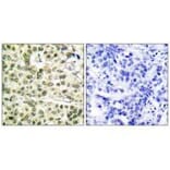 Immunohistochemistry - PCNA Antibody from Signalway Antibody (33468) - Antibodies.com
