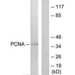 Western blot - PCNA Antibody from Signalway Antibody (33468) - Antibodies.com