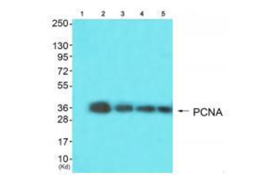 Western blot - PCNA Antibody from Signalway Antibody (33468) - Antibodies.com