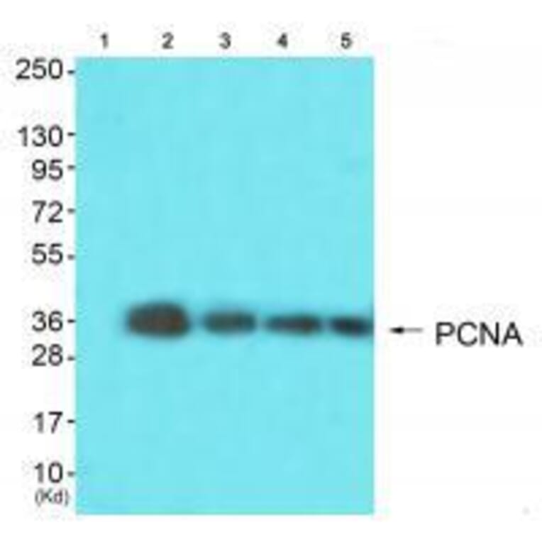 Western blot - PCNA Antibody from Signalway Antibody (33468) - Antibodies.com