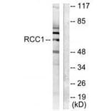 Western blot - RCC1 Antibody from Signalway Antibody (33479) - Antibodies.com