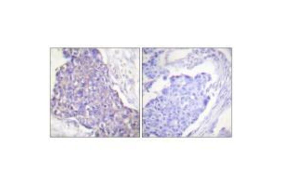 Immunohistochemistry - CD40 Antibody from Signalway Antibody (33507) - Antibodies.com