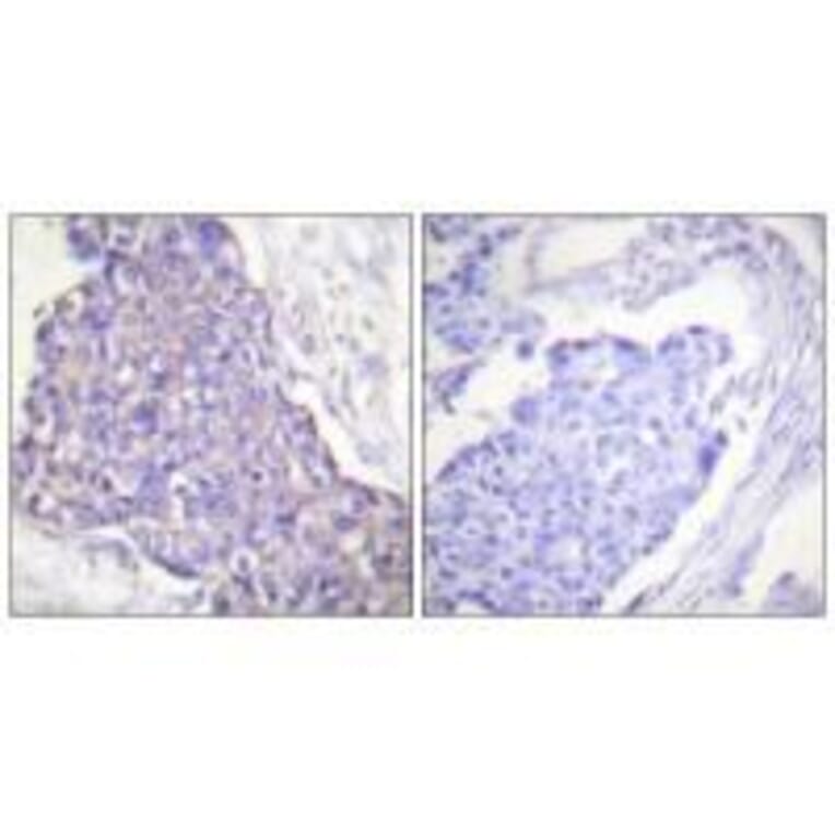 Immunohistochemistry - CD40 Antibody from Signalway Antibody (33507) - Antibodies.com