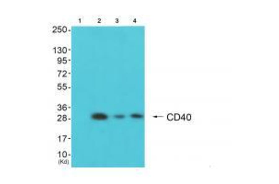 Western blot - CD40 Antibody from Signalway Antibody (33507) - Antibodies.com