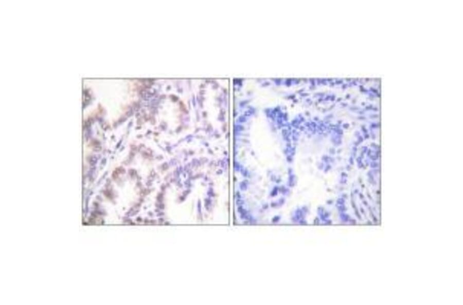 Immunohistochemistry - CDK7 Antibody from Signalway Antibody (33508) - Antibodies.com