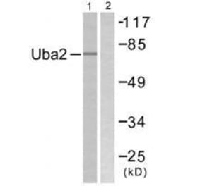 Western blot - Uba2 Antibody from Signalway Antibody (33535) - Antibodies.com