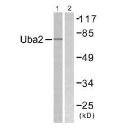 Western blot - Uba2 Antibody from Signalway Antibody (33535) - Antibodies.com