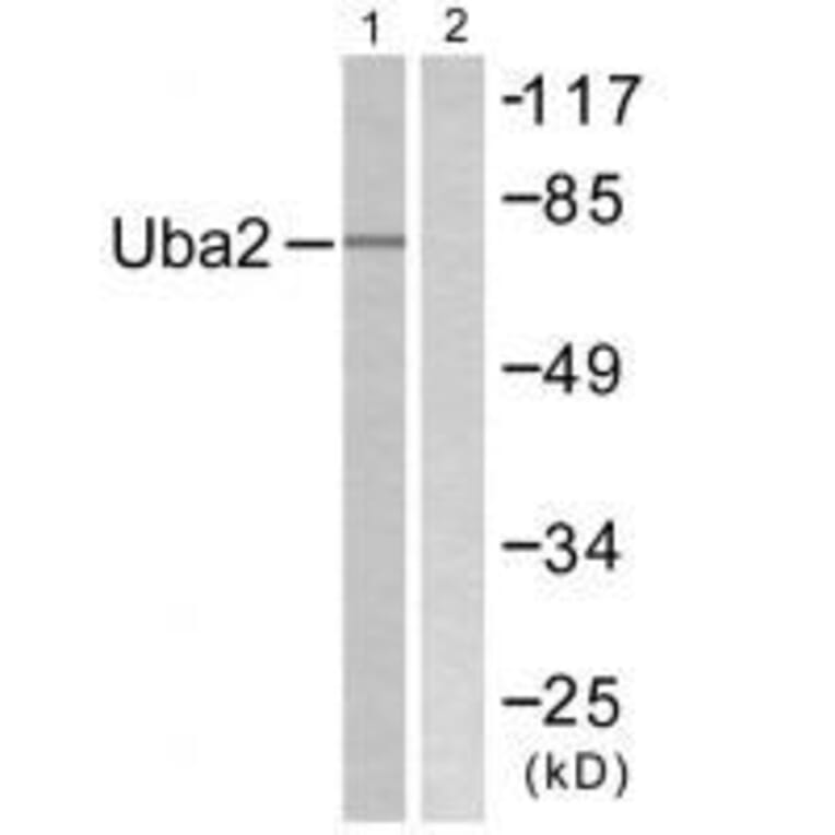 Western blot - Uba2 Antibody from Signalway Antibody (33535) - Antibodies.com