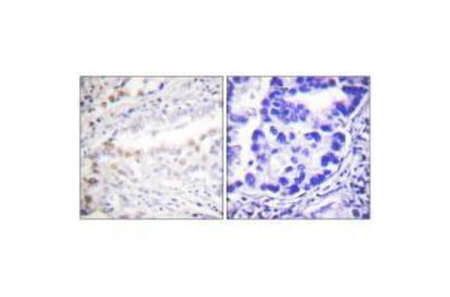Immunohistochemistry - Uba2 Antibody from Signalway Antibody (33535) - Antibodies.com
