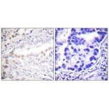 Immunohistochemistry - Uba2 Antibody from Signalway Antibody (33535) - Antibodies.com