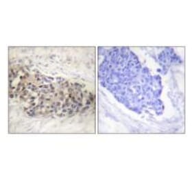Immunohistochemistry - USF2 Antibody from Signalway Antibody (33539) - Antibodies.com