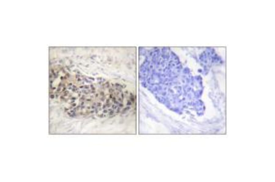 Immunohistochemistry - USF2 Antibody from Signalway Antibody (33539) - Antibodies.com