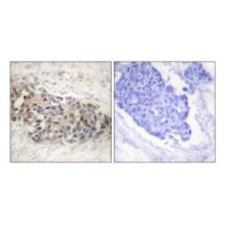 Immunohistochemistry - USF2 Antibody from Signalway Antibody (33539) - Antibodies.com