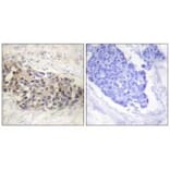 Immunohistochemistry - USF2 Antibody from Signalway Antibody (33539) - Antibodies.com