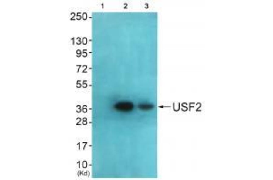 Western blot - USF2 Antibody from Signalway Antibody (33539) - Antibodies.com