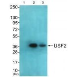 Western blot - USF2 Antibody from Signalway Antibody (33539) - Antibodies.com