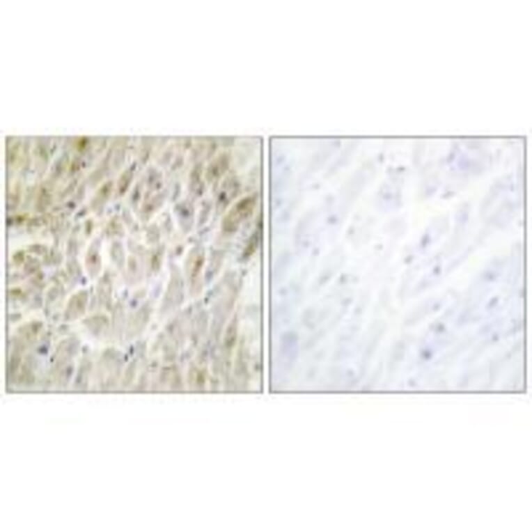 Immunohistochemistry - DLX3 Antibody from Signalway Antibody (33597) - Antibodies.com