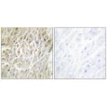 Immunohistochemistry - DLX3 Antibody from Signalway Antibody (33597) - Antibodies.com