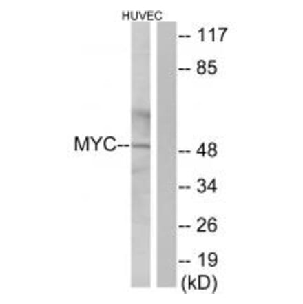 Western blot - Myc Antibody from Signalway Antibody (33647) - Antibodies.com