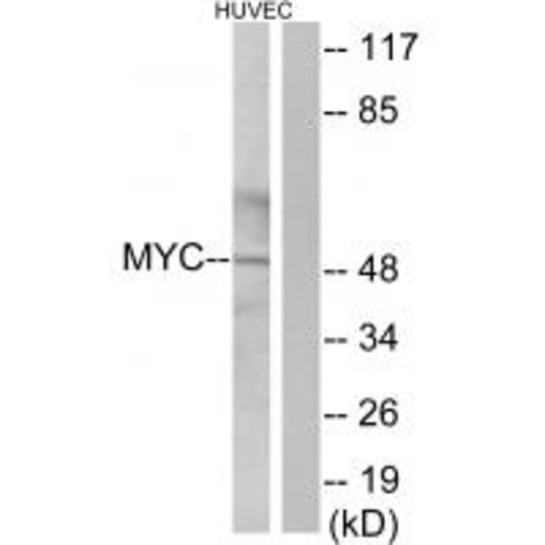Western blot - Myc Antibody from Signalway Antibody (33647) - Antibodies.com