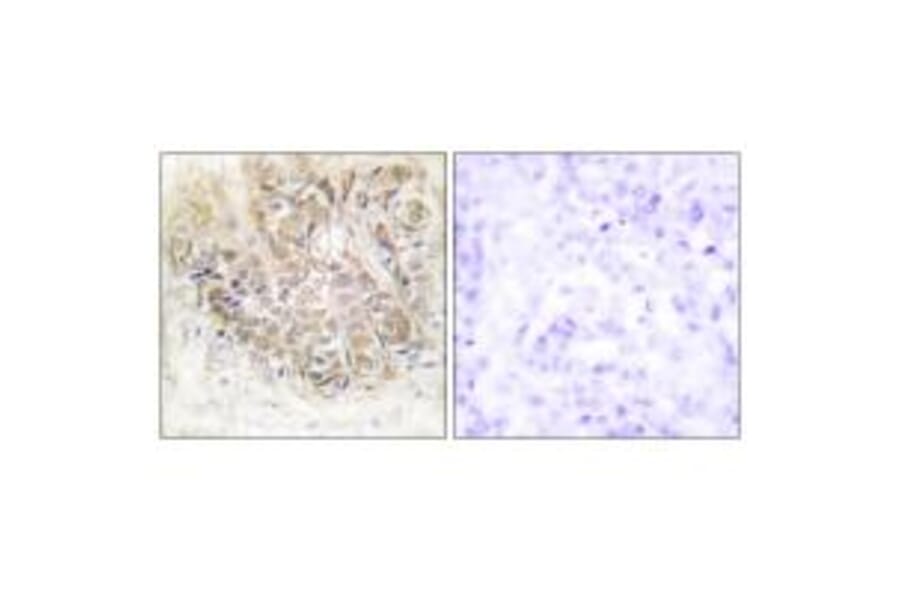 Immunohistochemistry - TCTP Antibody from Signalway Antibody (33678) - Antibodies.com