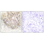 Immunohistochemistry - TCTP Antibody from Signalway Antibody (33678) - Antibodies.com