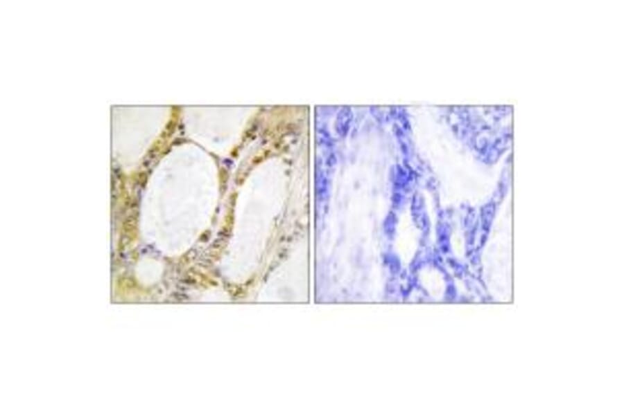 Immunohistochemistry - IRF2 Antibody from Signalway Antibody (33680) - Antibodies.com