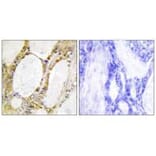 Immunohistochemistry - IRF2 Antibody from Signalway Antibody (33680) - Antibodies.com