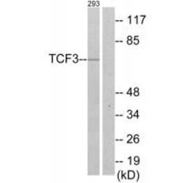 Western blot - TCF3 Antibody from Signalway Antibody (33685) - Antibodies.com