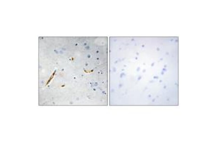 Immunohistochemistry - TCF3 Antibody from Signalway Antibody (33685) - Antibodies.com