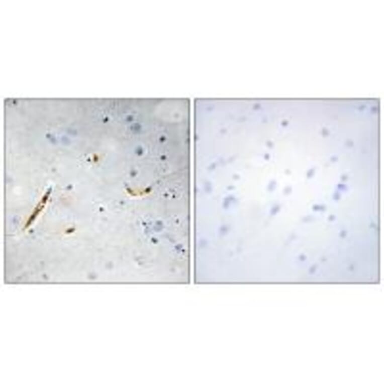 Immunohistochemistry - TCF3 Antibody from Signalway Antibody (33685) - Antibodies.com
