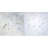Immunohistochemistry - TCF3 Antibody from Signalway Antibody (33685) - Antibodies.com