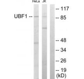 Western blot - UBF1 Antibody from Signalway Antibody (33692) - Antibodies.com