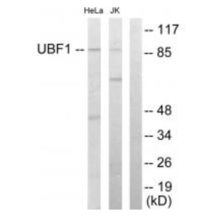 Western blot - UBF1 Antibody from Signalway Antibody (33692) - Antibodies.com