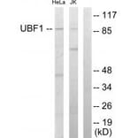 Western blot - UBF1 Antibody from Signalway Antibody (33692) - Antibodies.com