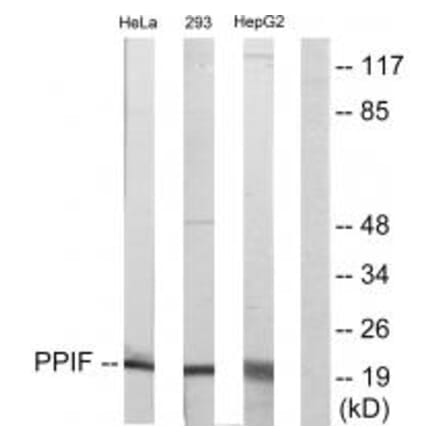 Western blot - PPIF Antibody from Signalway Antibody (33744) - Antibodies.com
