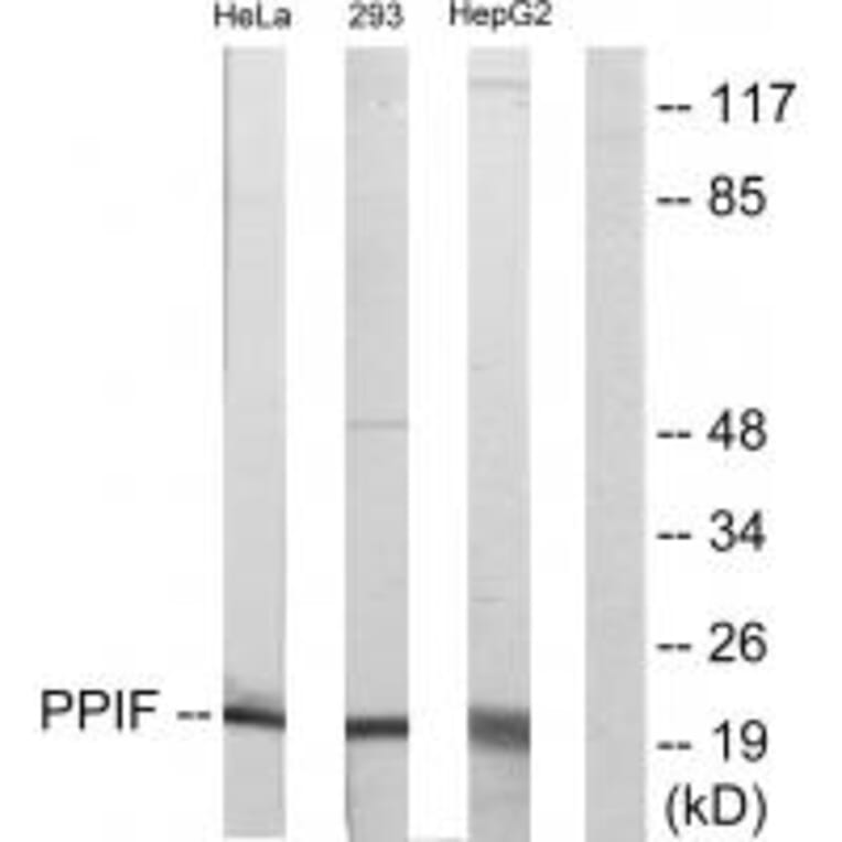 Western blot - PPIF Antibody from Signalway Antibody (33744) - Antibodies.com