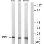 Western blot - PPIF Antibody from Signalway Antibody (33744) - Antibodies.com