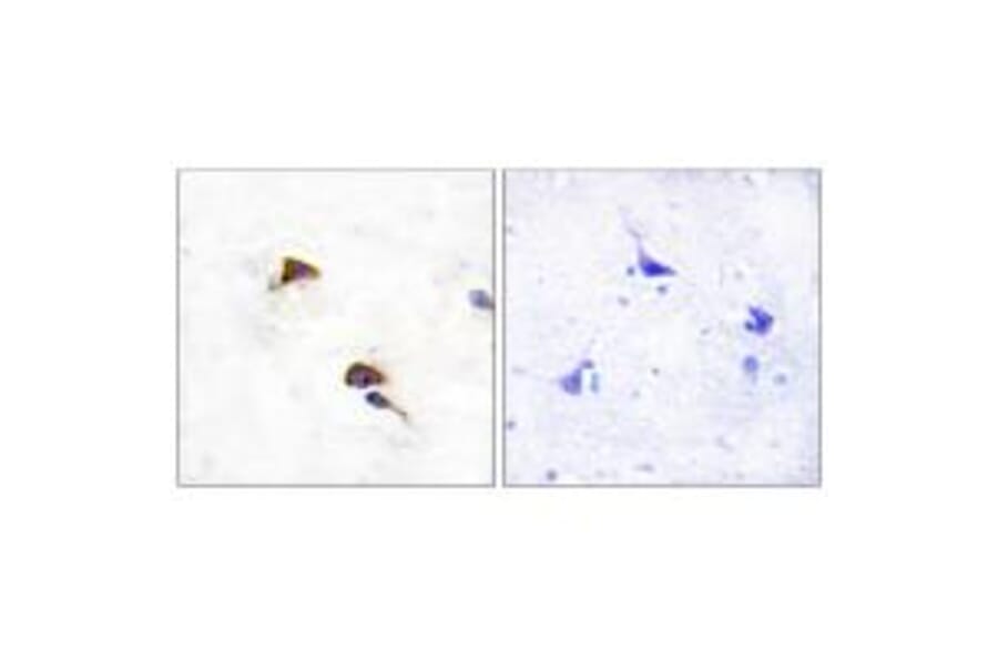 Immunohistochemistry - PPIF Antibody from Signalway Antibody (33744) - Antibodies.com