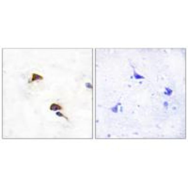 Immunohistochemistry - PPIF Antibody from Signalway Antibody (33744) - Antibodies.com