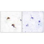 Immunohistochemistry - PPIF Antibody from Signalway Antibody (33744) - Antibodies.com