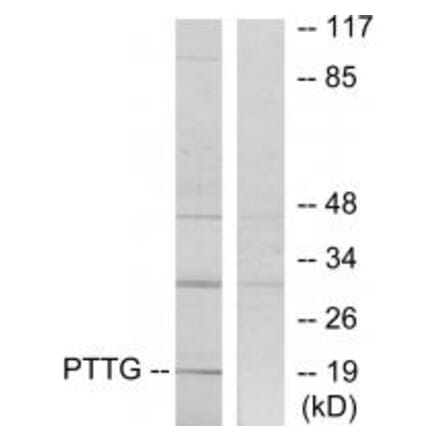 Western blot - PTTG Antibody from Signalway Antibody (33817) - Antibodies.com