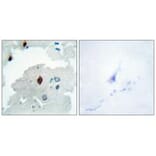 Immunohistochemistry - PTTG Antibody from Signalway Antibody (33817) - Antibodies.com