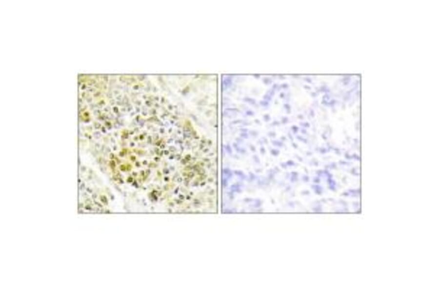 Immunohistochemistry - DLX5 Antibody from Signalway Antibody (33825) - Antibodies.com
